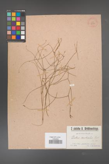 Rubus australis [KOR 36370]