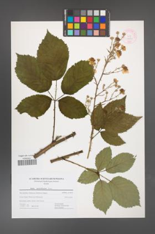 Rubus austroslovacus [KOR 44434]