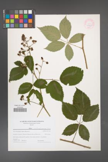 Rubus austroslovacus [KOR 44621]
