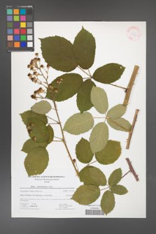 Rubus austroslovacus [KOR 41755]