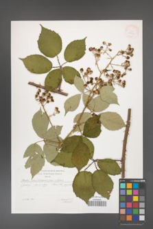 Rubus austromoravicus [KOR 29567]