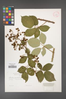 Rubus austromoravicus [KOR 29581]