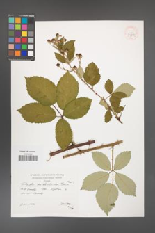 Rubus austroslovacus [KOR 39899]