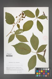 Rubus barrandienicus [KOR 51790]