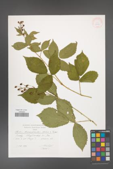 Rubus barrandienicus [KOR 29532]