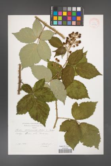 Rubus bohemiicola [KOR 29533]