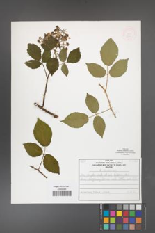 Rubus bavaricus [KOR 52094]