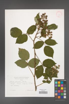 Rubus bavaricus [KOR 29550]