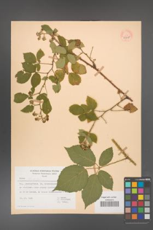 Rubus bavaricus [KOR 53808]