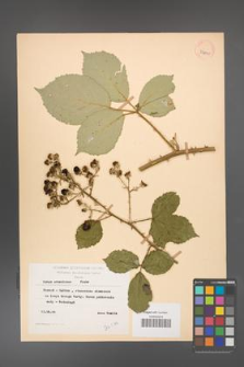 Rubus armeniacus [KOR 53810]