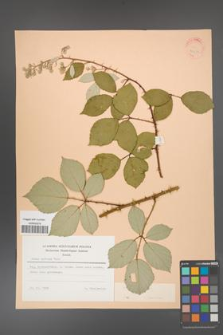 Rubus bifrons [KOR 21350]