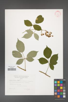 Rubus bifrons [KOR 32335]