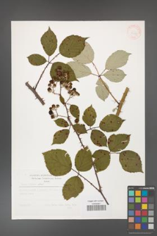 Rubus bifrons [KOR 31187]