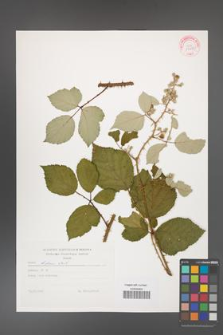 Rubus bifrons [KOR 29285]