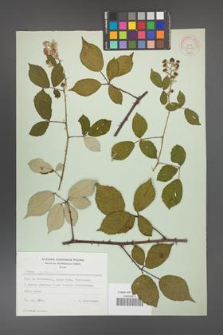Rubus bifrons [KOR 53799]