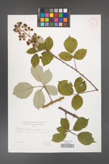 Rubus bifrons [KOR 29591]