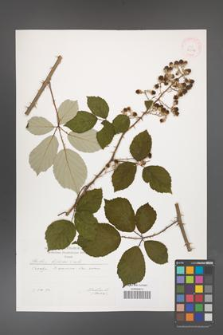 Rubus bifrons [KOR 29596]