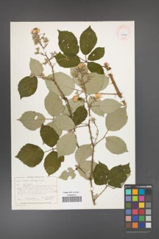 Rubus bifrons [KOR 40489]