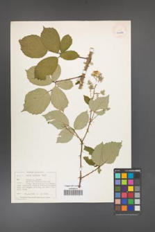 Rubus bifrons [KOR 40482]