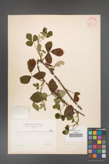 Rubus bifrons [KOR 5764]