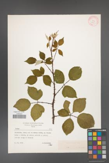 Rubus bifrons [KOR 8955]