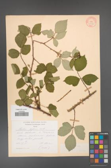 Rubus bifrons [KOR 10569]