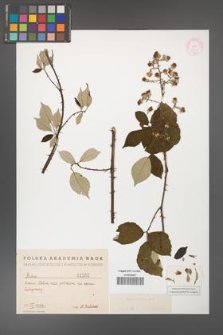 Rubus bifrons [KOR 1502]