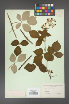 Rubus bifrons [KOR 10578]