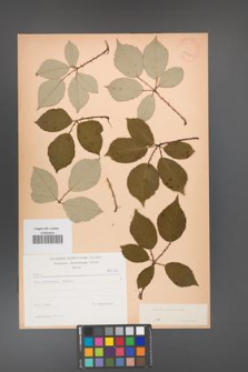 Rubus bifrons [KOR 10572]