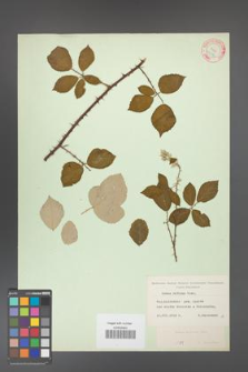 Rubus bifrons [KOR 10576]