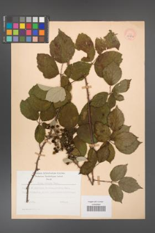 Rubus bifrons [KOR 53812]