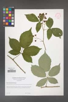 Rubus bohemiicola [KOR 51871]