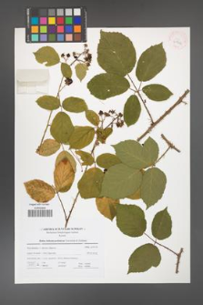Rubus bohemo-polonicus [KOR 41702]
