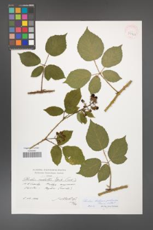 Rubus bohemo-polonicus [KOR 39926]