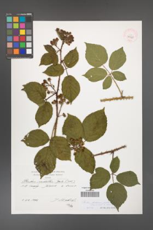 Rubus bohemo-polonicus [KOR 39928]