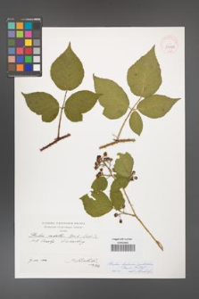 Rubus bohemo-polonicus [KOR 39929]