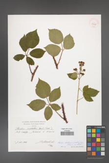 Rubus bohemo-polonicus [KOR 39927]
