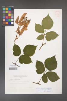 Rubus bohemo-polonicus [KOR 31541]