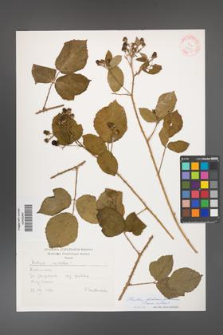 Rubus bohemo-polonicus [KOR 31538]