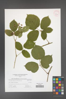 Rubus bohemo-polonicus [KOR 41462]