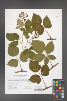 Rubus bohemo-polonicus [KOR 42816]