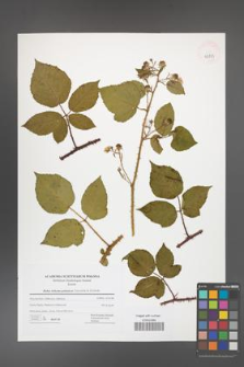 Rubus bohemo-polonicus [KOR 42833]