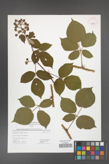 Rubus bohemo-polonicus [KOR 42789]
