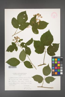 Rubus bohemo-polonicus [KOR 44372]