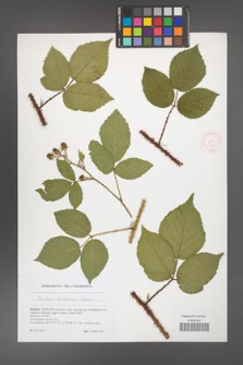 Rubus brdensis [KOR 51770]