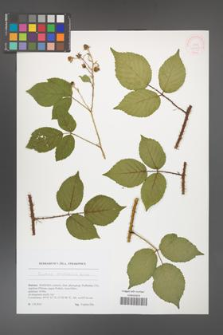 Rubus brdensis [KOR 51771]