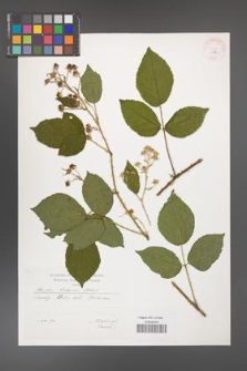 Rubus brdensis [KOR 29536]