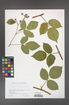 Rubus brdensis [KOR 51792]