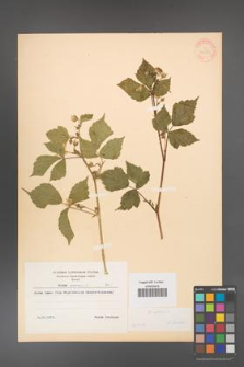 Rubus caesius [KOR 31050]