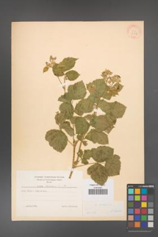 Rubus caesius [KOR 31064]